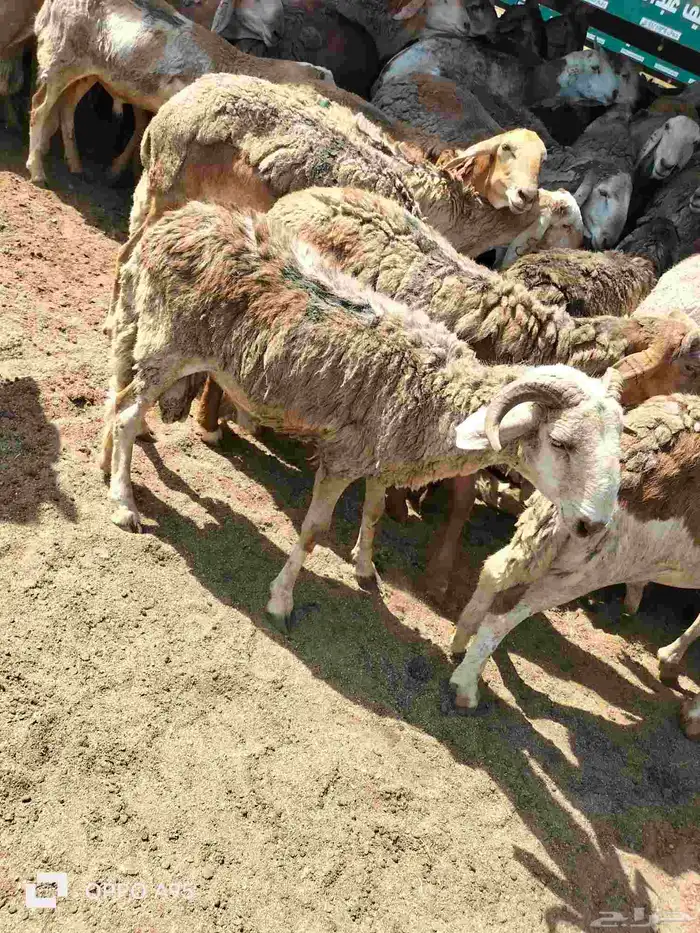 اغنام سواكن مربي 1