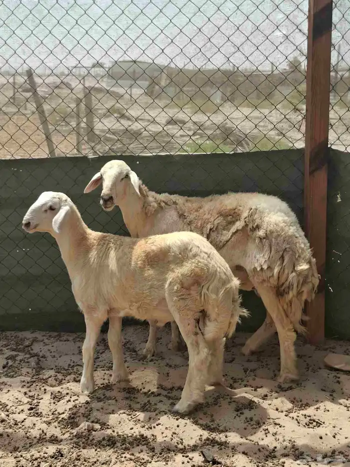 السلام عليكم ورحمة الله وبركاته 0