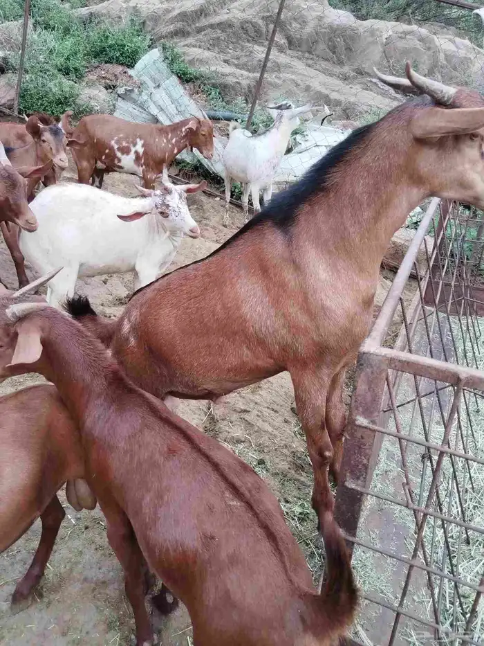تيوس بلدي للبيع 5