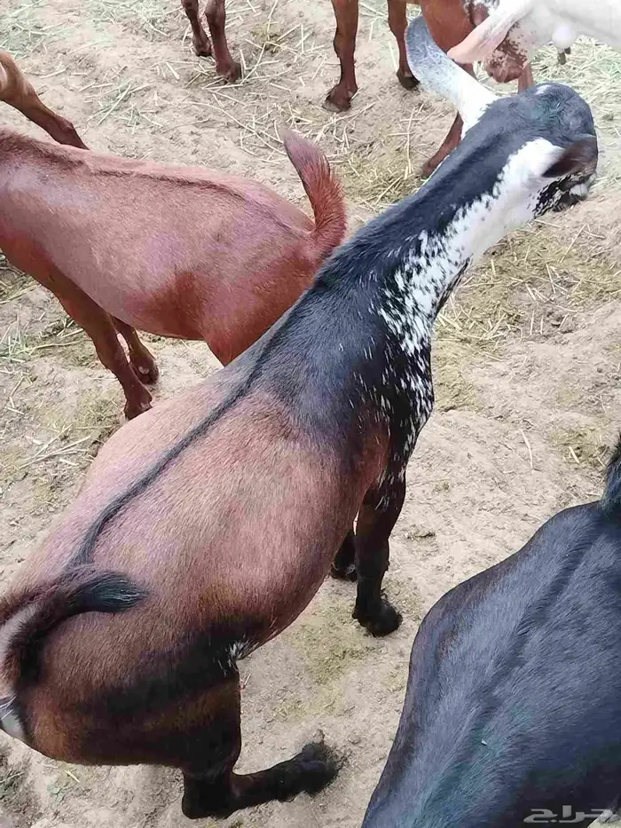 تيوس بلدي للبيع 1