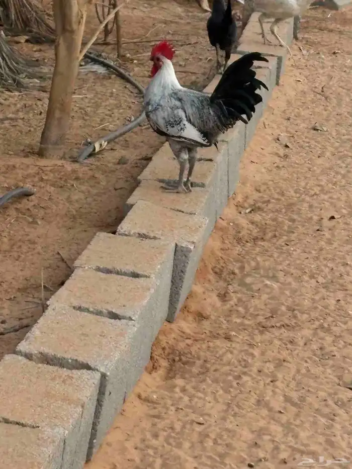 ديوك بلدي مشكل 0