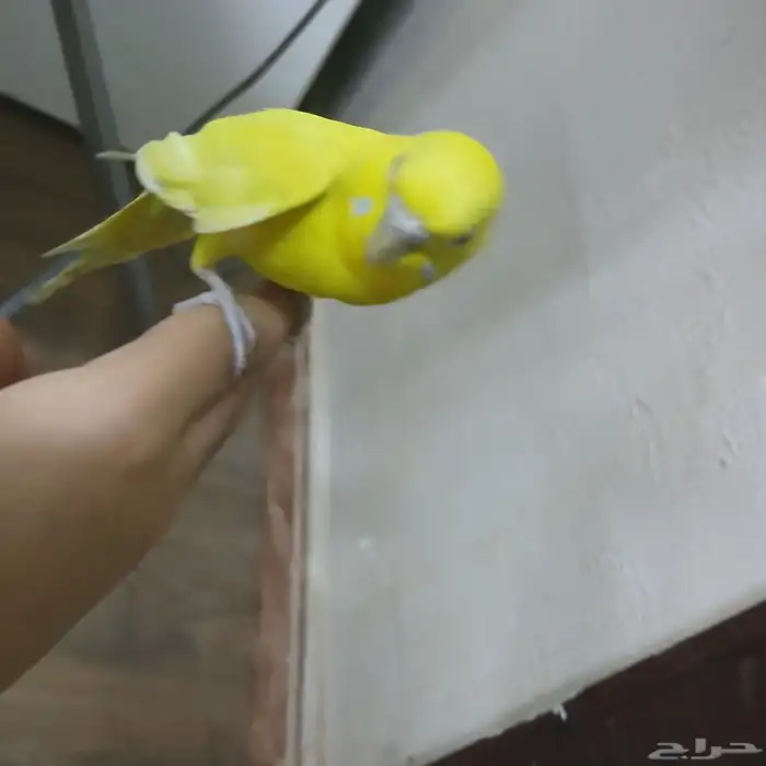 السلام عليكم ورحمة الله وبركاتة 2