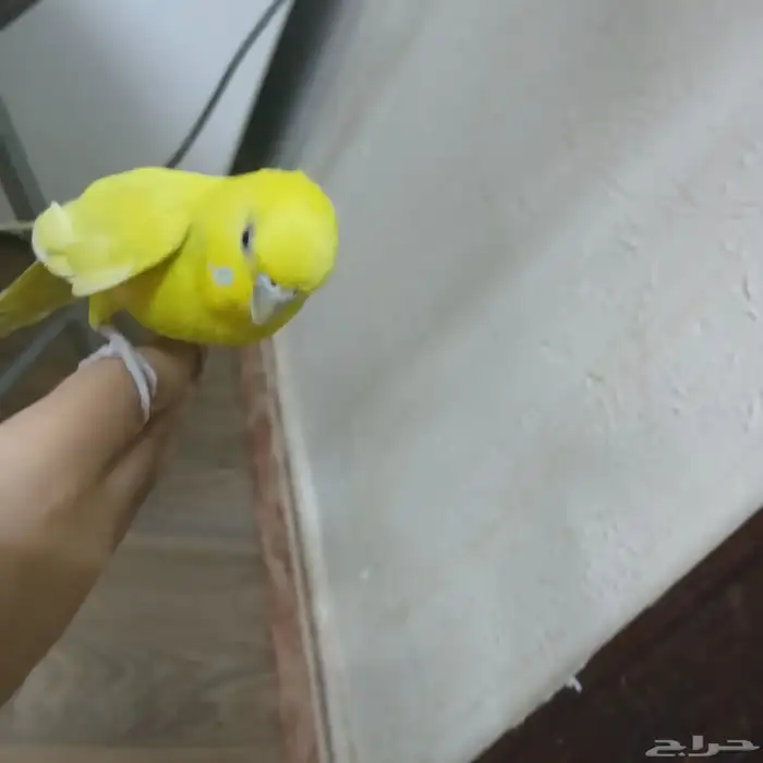 السلام عليكم ورحمة الله وبركاتة 1