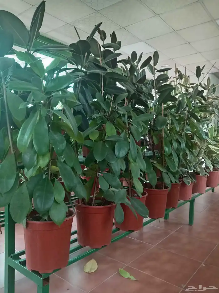 زراعة وتنسيق الحدائق وجميع الأشجار المثمره والزينه 3