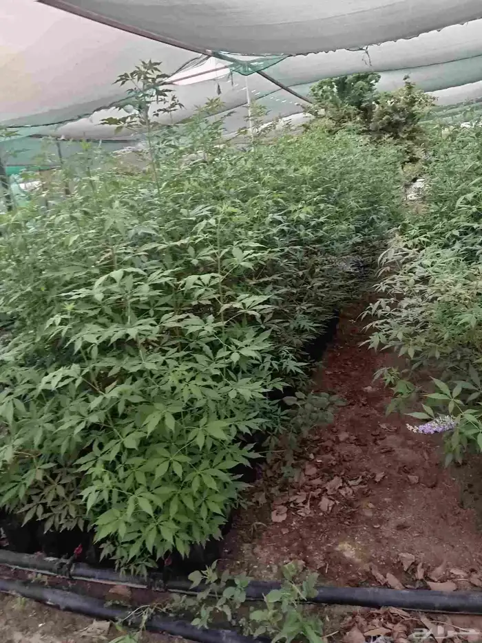 زراعة وتنسيق الحدائق وجميع الأشجار المثمره والزينه 1