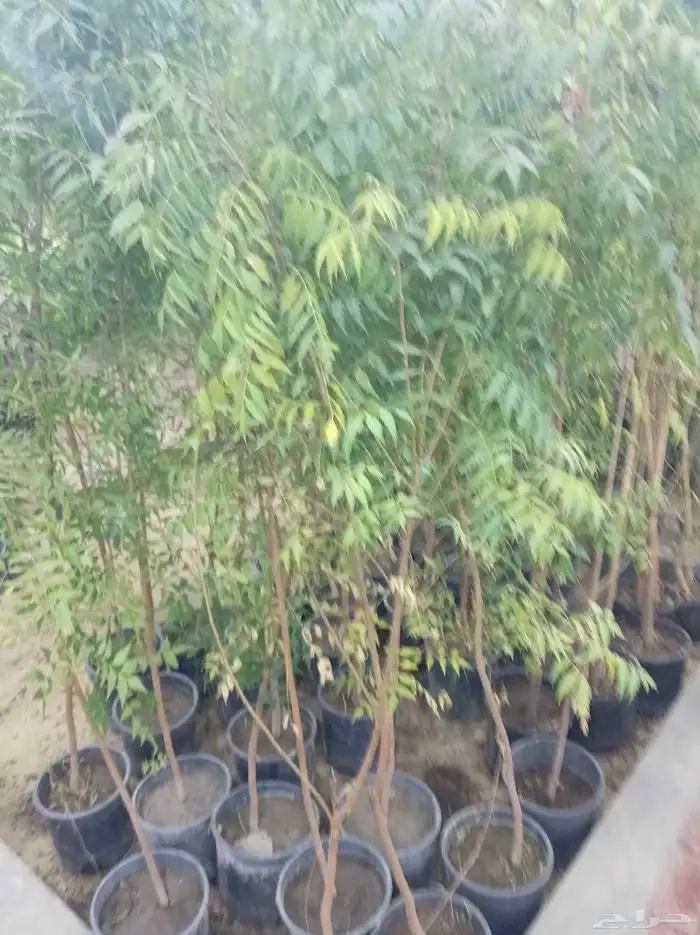 زراعة وتنسيق الحدائق وجميع الأشجار المثمره والزينه 5