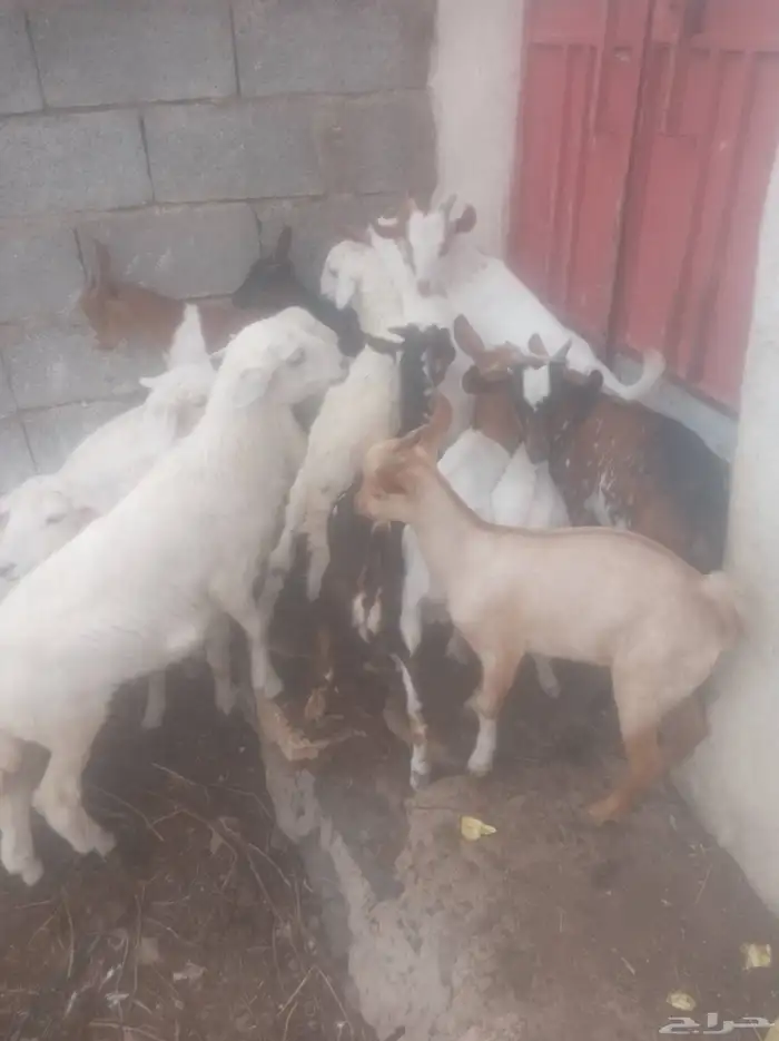 تيوس وخرفان ت 0