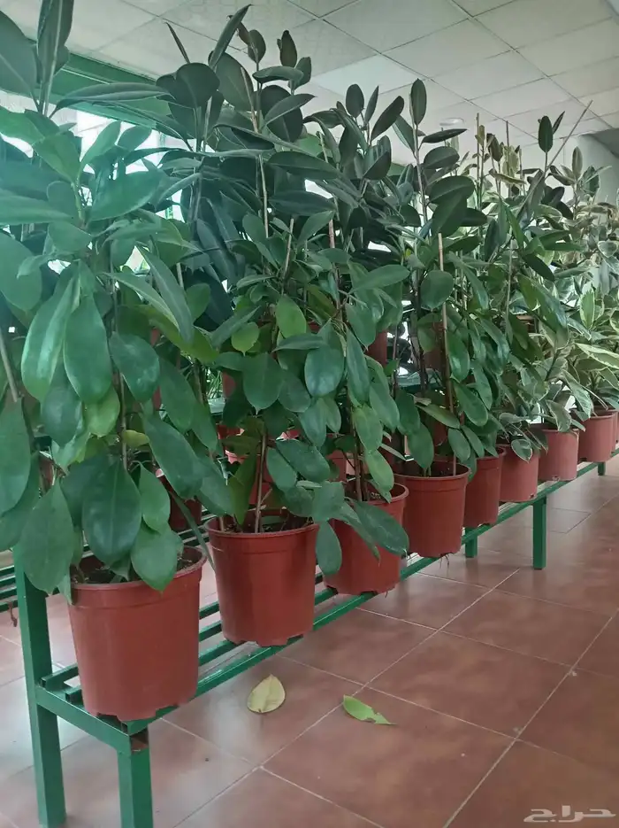 زراعة وتنسيق الحدائق وجميع الأشجار المثمره والزينه 2