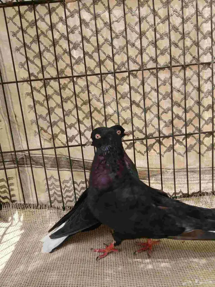 حمام قطيفي 5