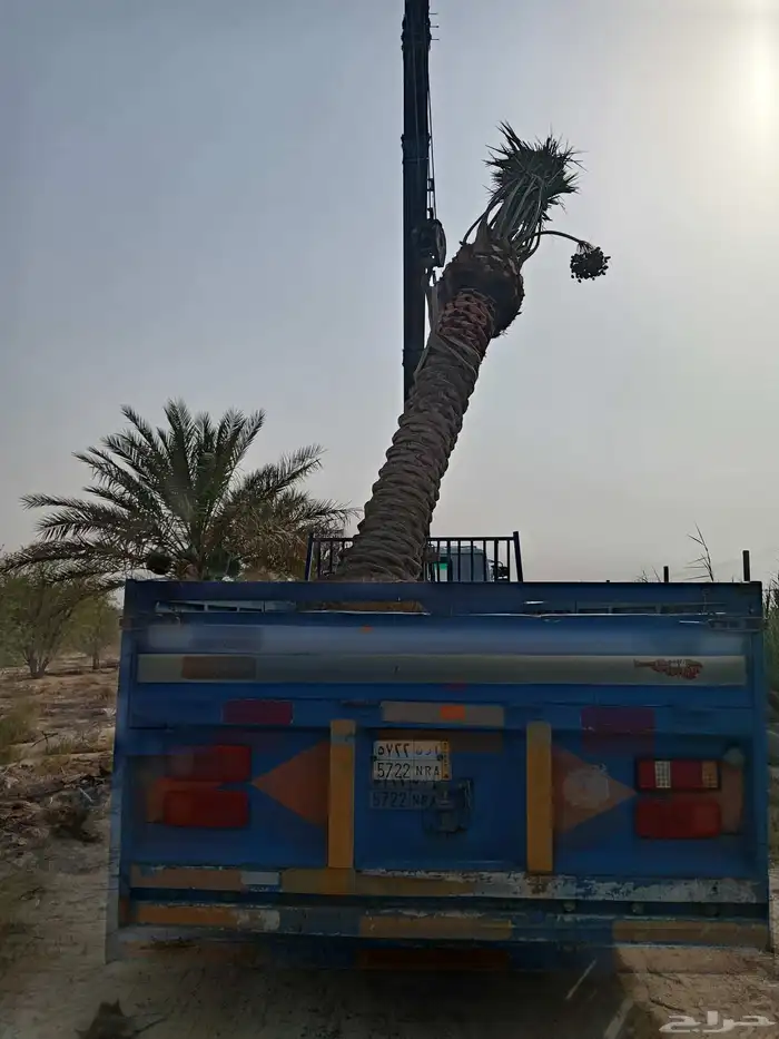 ابوياسين لبيع جميع انواع النخيل البلدي والواشنطن والفسيل 9