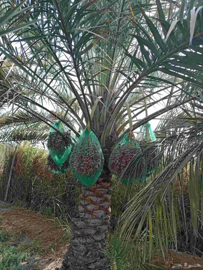 ابوياسين لبيع جميع انواع النخيل البلدي والواشنطن والفسيل 7