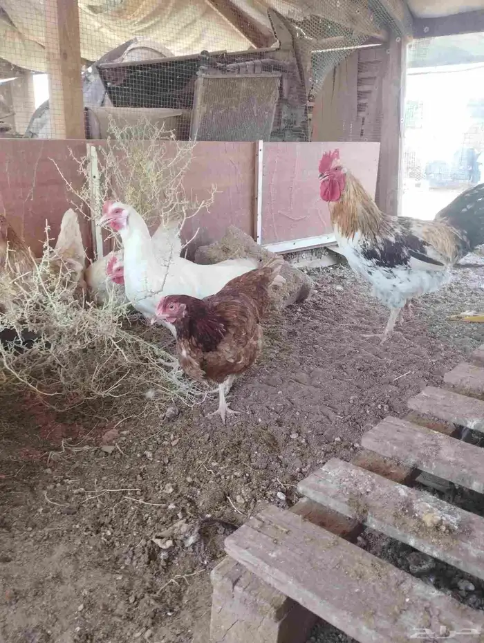 دجاج لوهمان 7