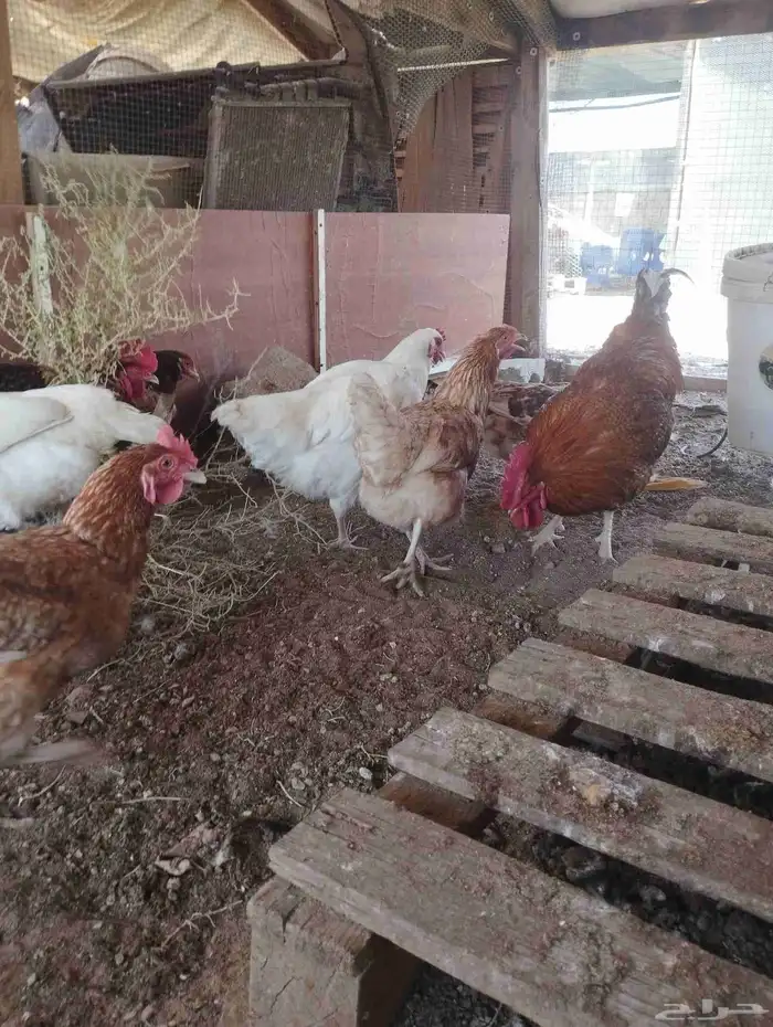 دجاج لوهمان 5
