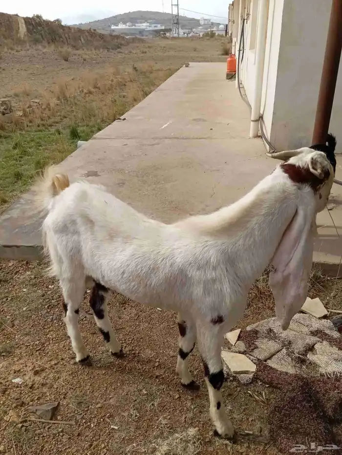 الموقع بلسمر 2