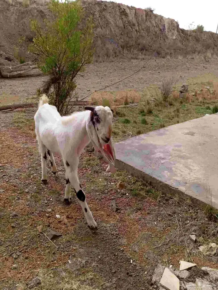 الموقع بلسمر 1