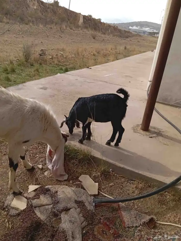 الموقع بلسمر 6