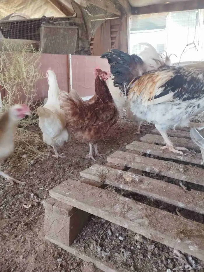 دجاج لوهمان 2