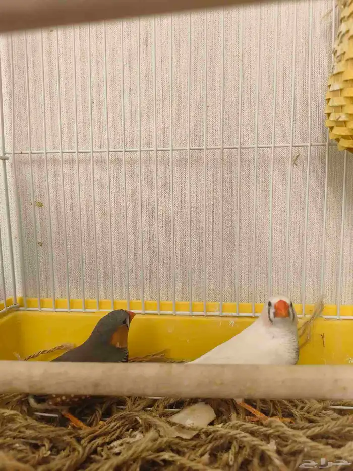 ((تم البيع))جوز زيبرا جاااهز للانتاج 2