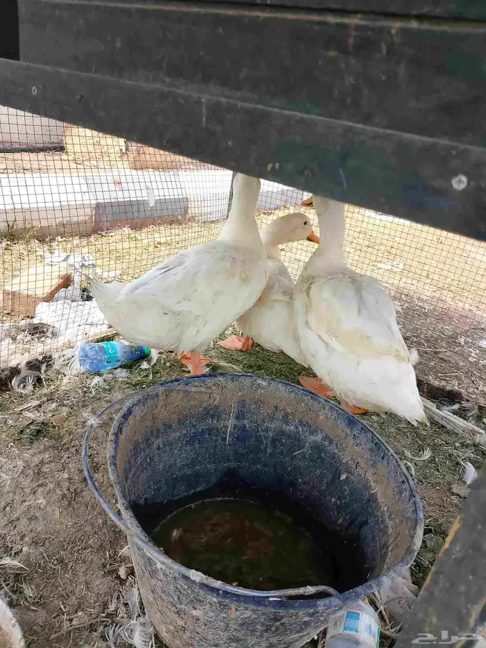 بط بكين 2