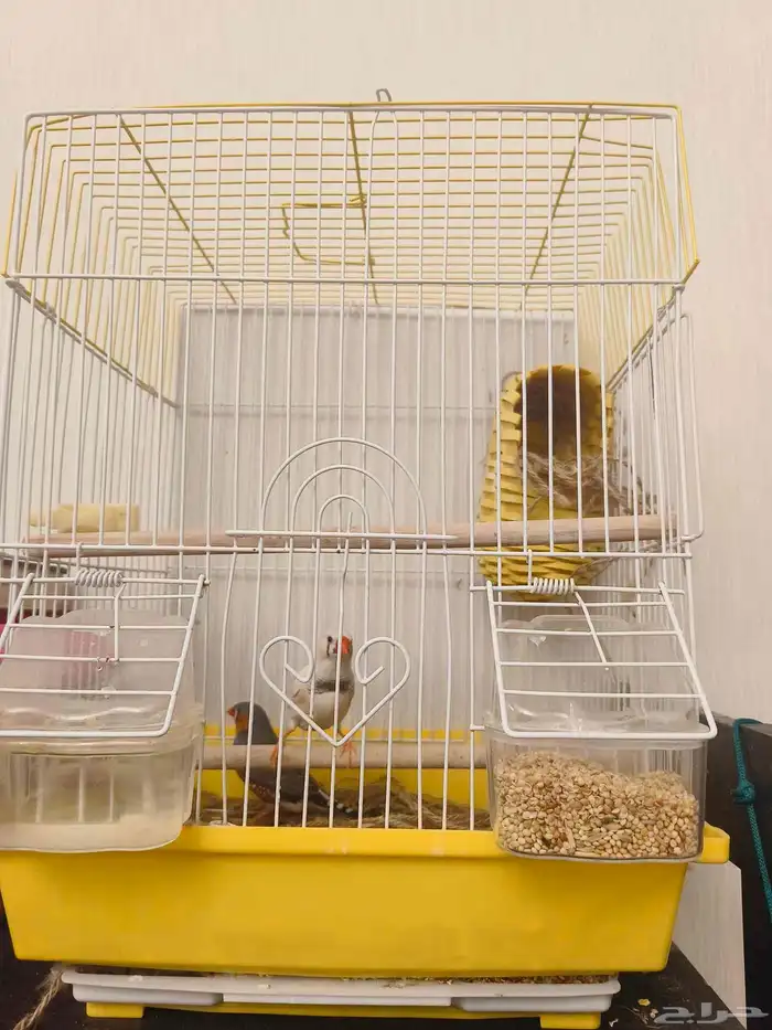 ((تم البيع))جوز زيبرا جاااهز للانتاج 4