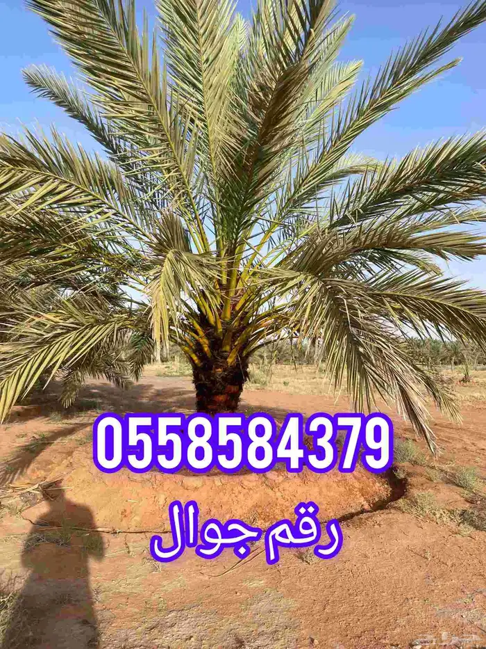أنا شغل نخل اذا في انت اي شغل نخل كلم انا شكرا 0