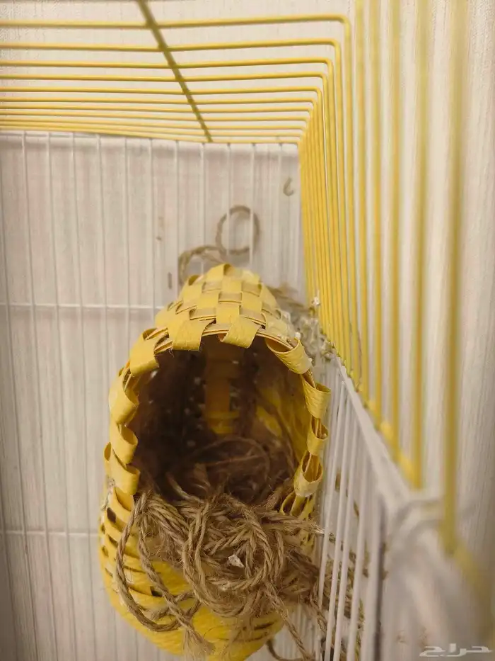 ((تم البيع))جوز زيبرا جاااهز للانتاج 3