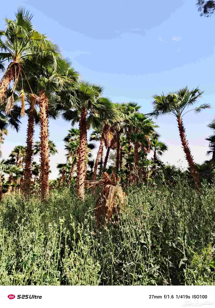 نخل واشنطن زينه أمريكي 3