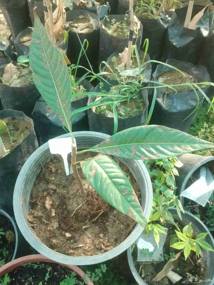 شتلات mamey  sapoteوشتلات شمعة حمل حرارة شديد ونادر 12