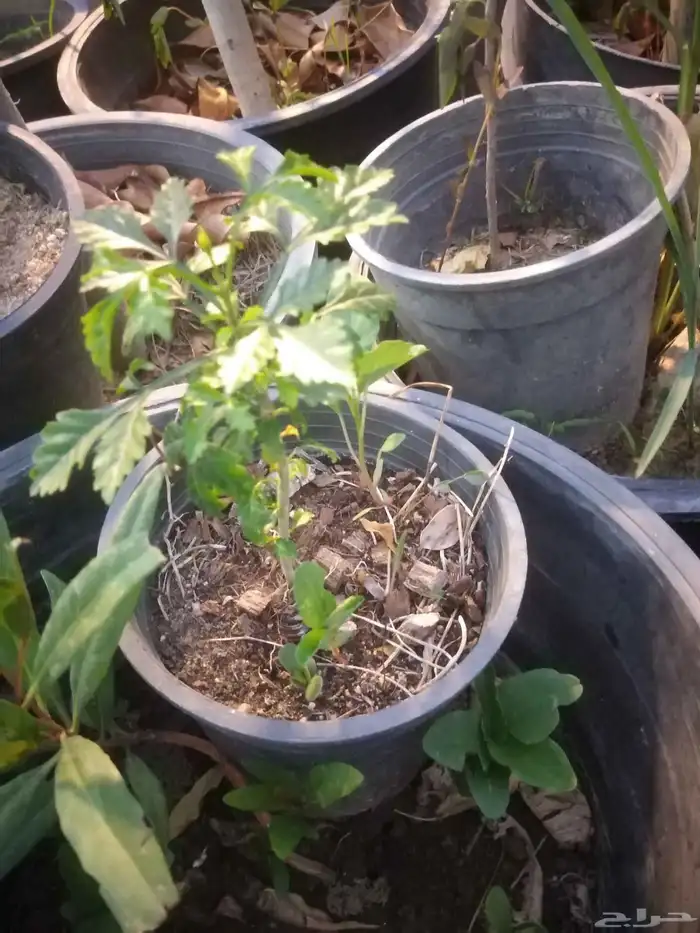 شتلات mamey  sapoteوشتلات شمعة حمل حرارة شديد ونادر 14