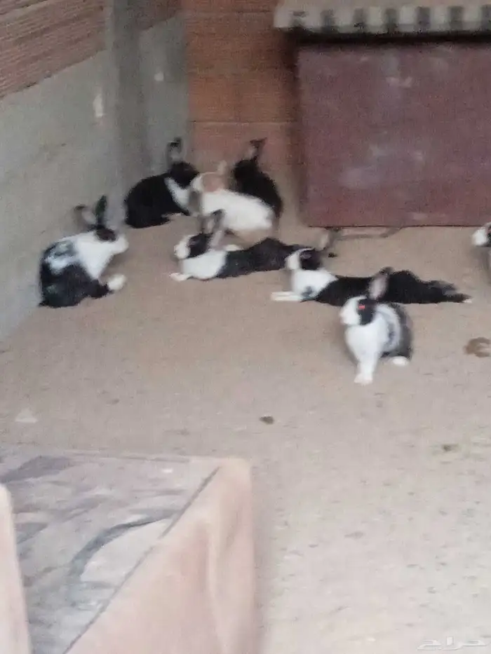 الارنب بلدي 1