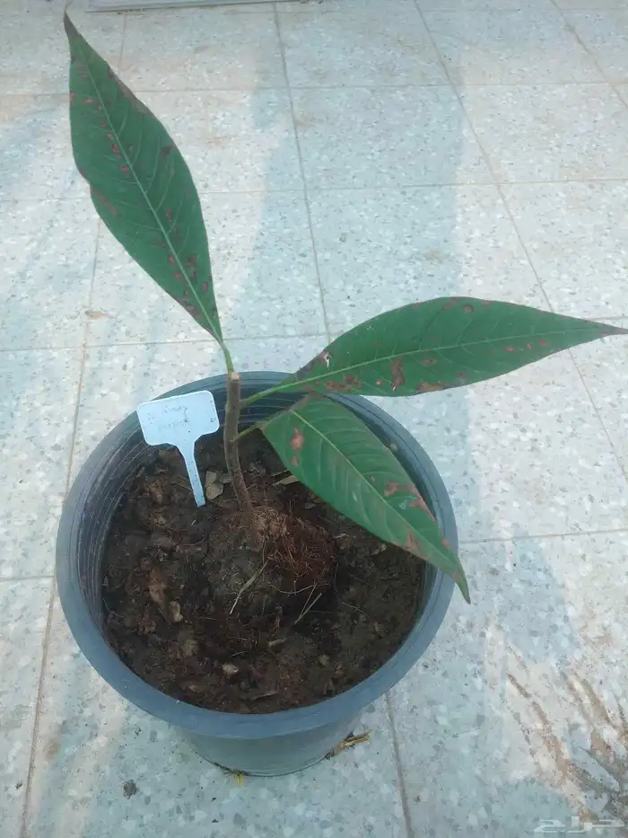شتلات mamey  sapoteوشتلات شمعة حمل حرارة شديد ونادر 13