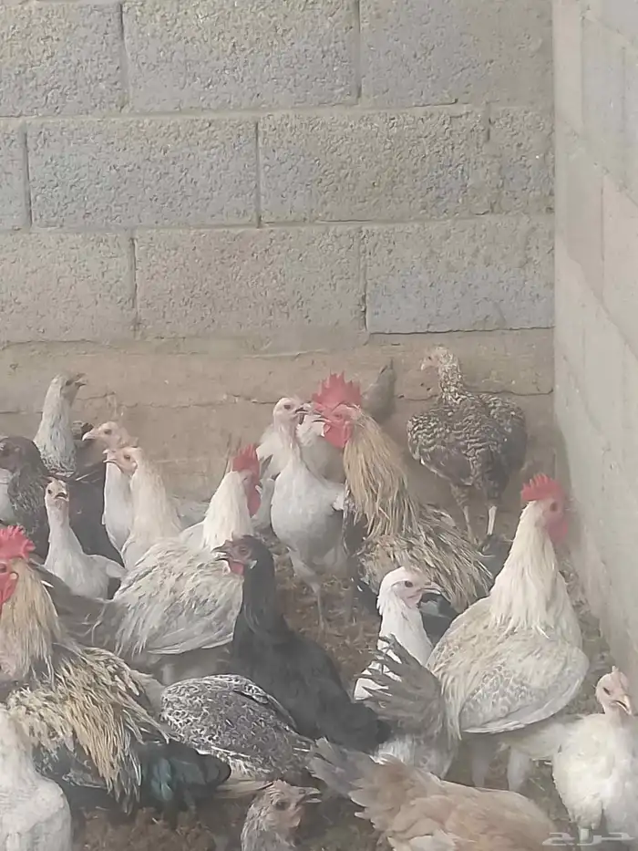 دجاج فيومي بياض 0