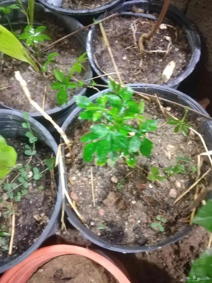 شتلات mamey  sapoteوشتلات شمعة حمل حرارة شديد ونادر 9