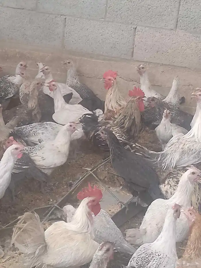 دجاج فيومي بياض 2