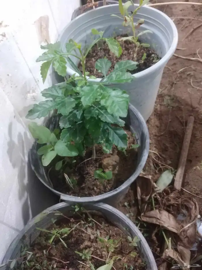 شتلات mamey  sapoteوشتلات شمعة حمل حرارة شديد ونادر 15