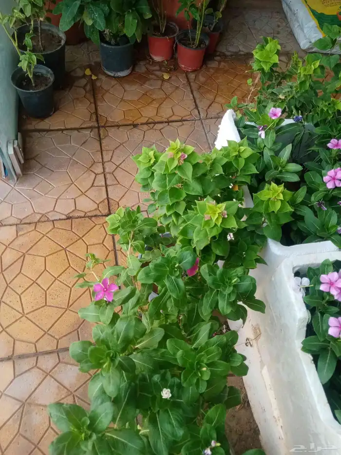 مشتل زراعي 0