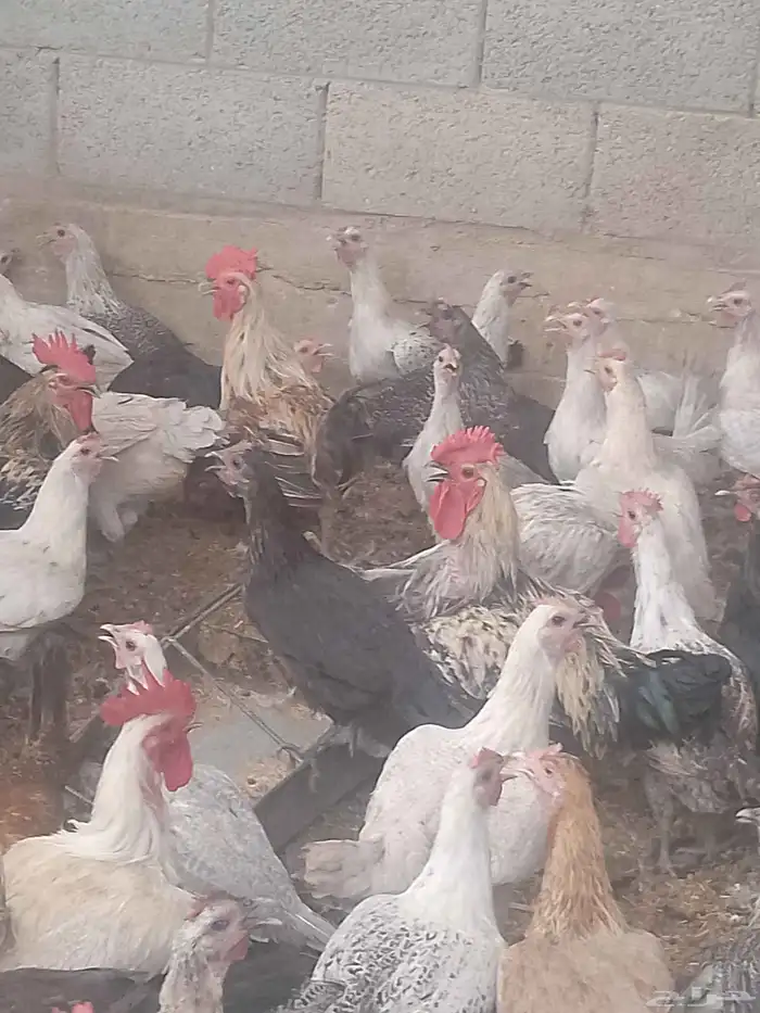 دجاج فيومي بياض 4
