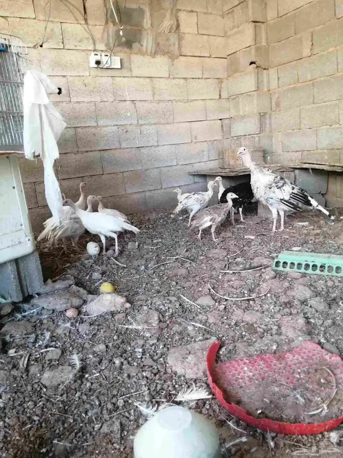 للبيع رومي عدد تقريبا 30 حبة العمر 3 شهور القصيم الشيحية 1