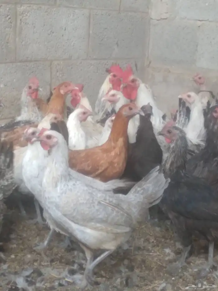 دجاج بياض 2