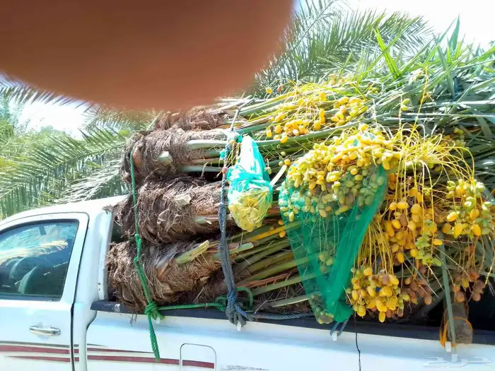 يوجد لدينا جميع انواع النخيل وتركيب الشبوك مصداقية في الوعد 7