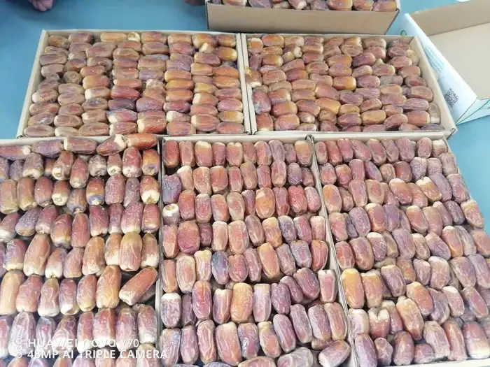 تمور فاخره صقعي ومجدول 8