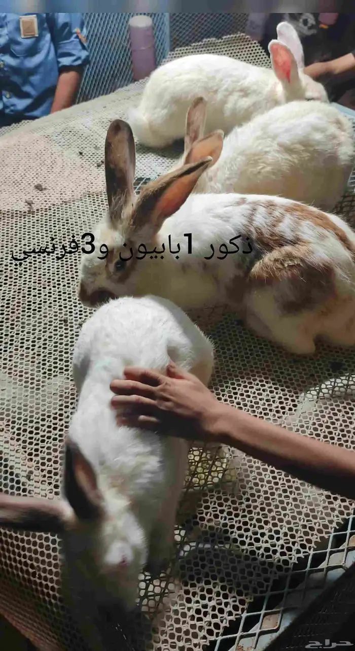 ارانب بلدي وقزم وايطالي وبابيون 2