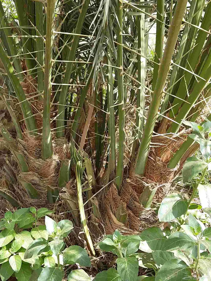 نخل جميع الانواع اخلاص صقعي هلالي منيفي 5