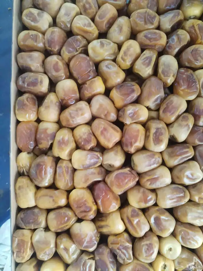رطب سكري 1