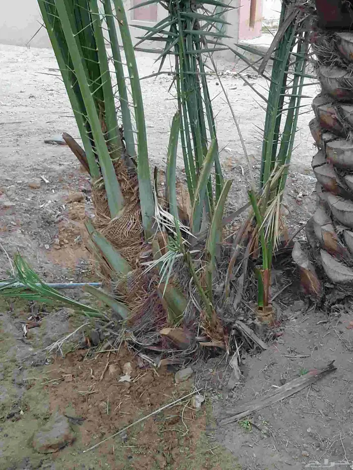 نخل جميع الانواع اخلاص صقعي هلالي منيفي 7