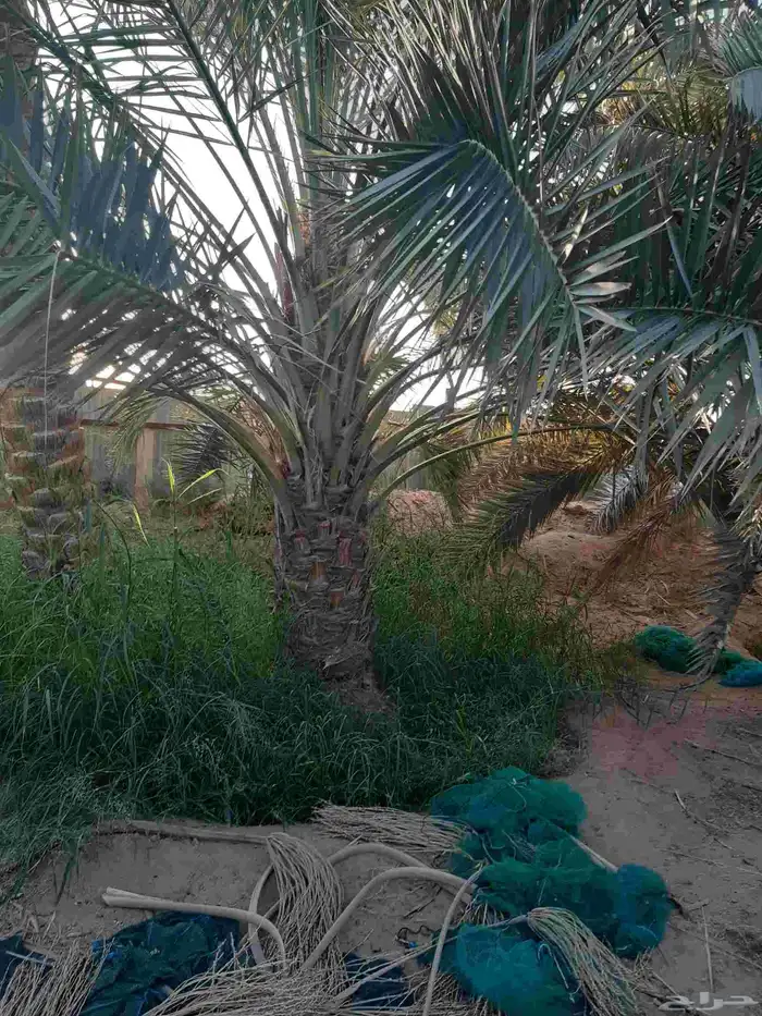 نخل جميع الانواع اخلاص صقعي هلالي منيفي 2