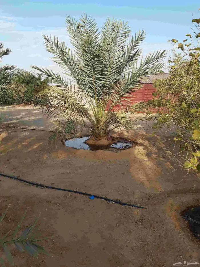 نخل جميع الانواع اخلاص صقعي هلالي منيفي 8