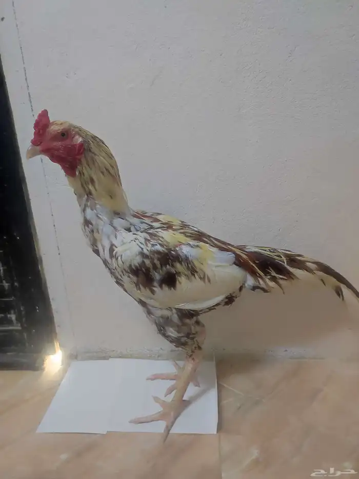 ما شاء الله ديك سندي 5