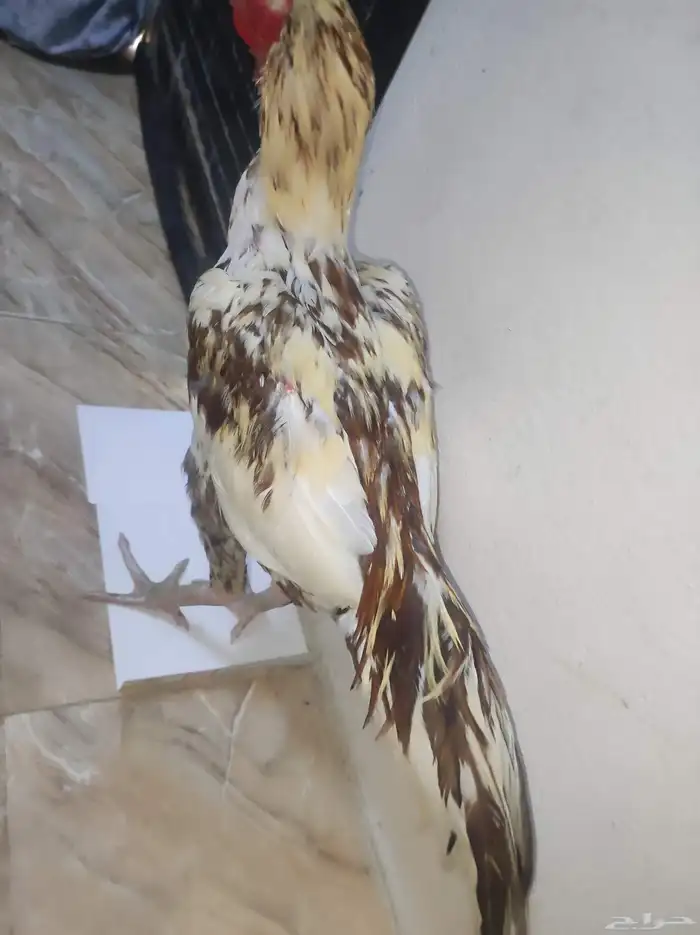 ما شاء الله ديك سندي 3