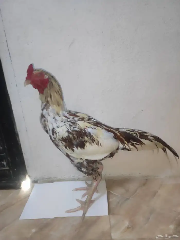 ما شاء الله ديك سندي 2